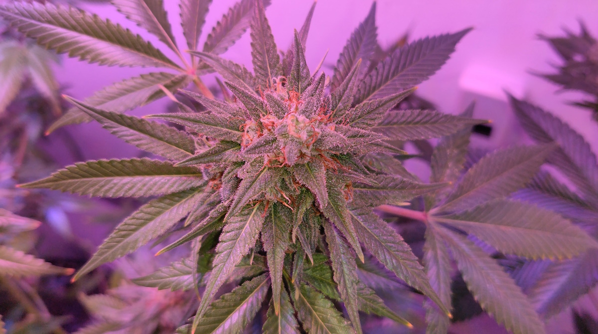 Unraveling Cannabis's Therapeutic Potential: A Deep Dive into the ...